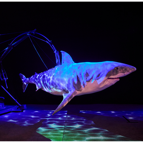 shark on a black background lit with blue