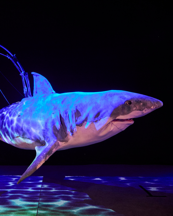 a shark on a black background lit with blue
