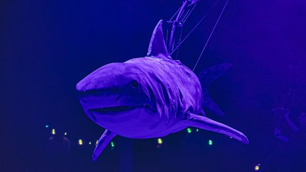 Shark Dive