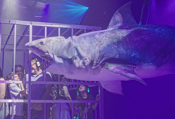 Shark Dive