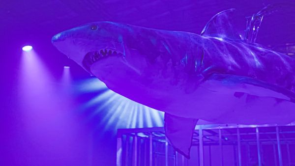 Shark Dive